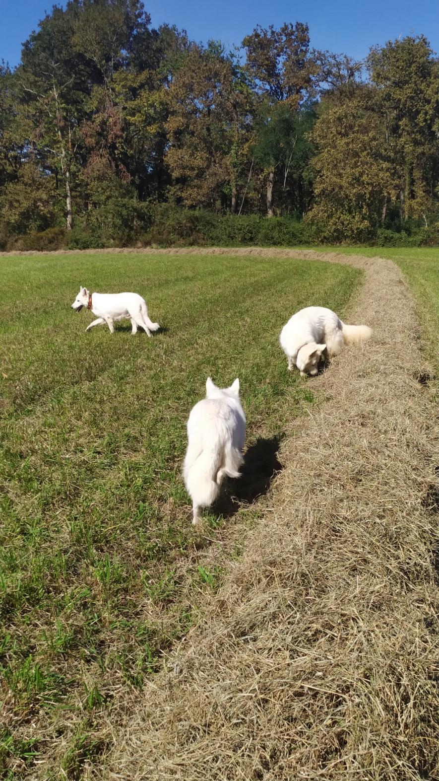 Tokyo_et_Opale_course